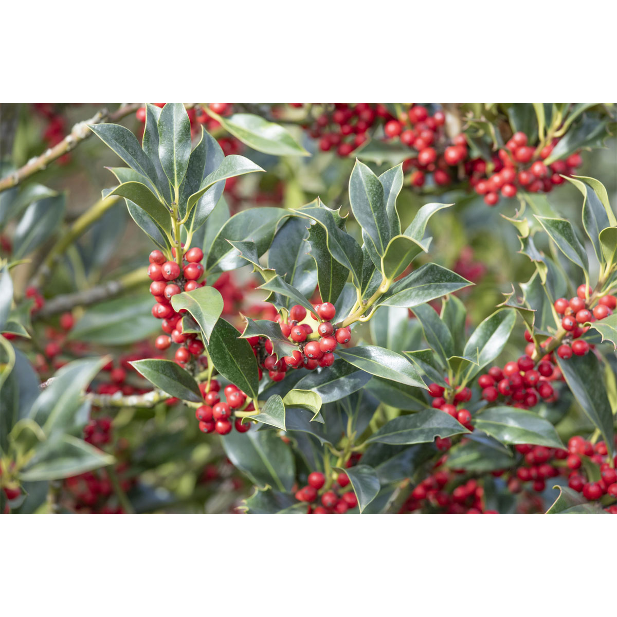 Plantiflor Stechpalme Alaska Topf Durchmesser 15 cm