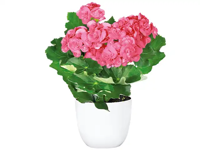 Eine Pflanze mit rosa Blüten steht in einem weißen Blumentopf.