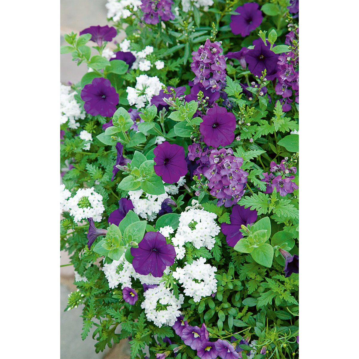 Plantiflor  Petunie großblumig ton in ton T13 Bild 5