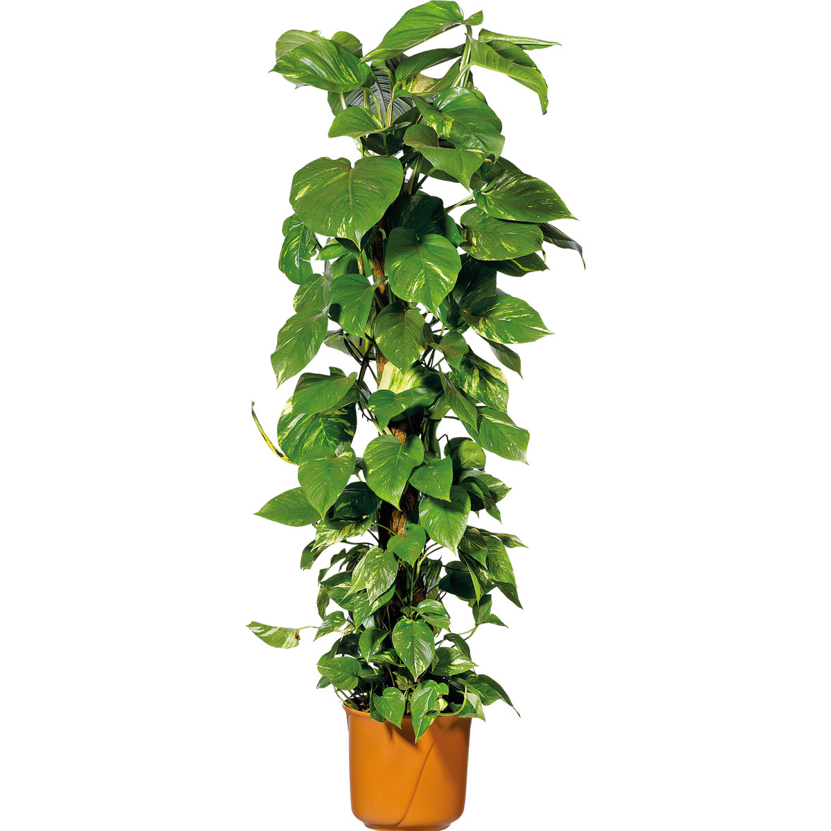 Plantiflor Efeutute Topf Durchmesser 21 cm Bild 2