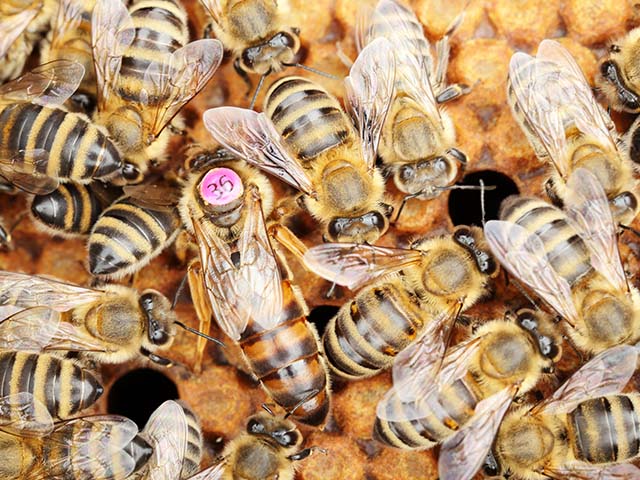 HELLWEG-Bienenschutz