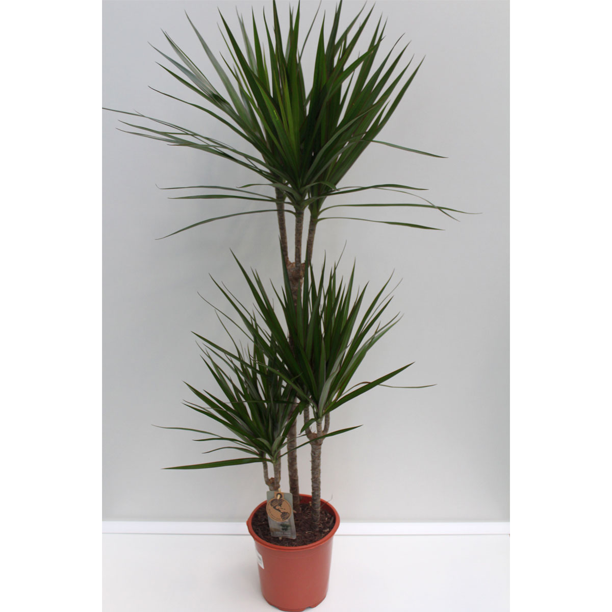 Plantiflor Drachenbaum 110 cm Topf 21 cm