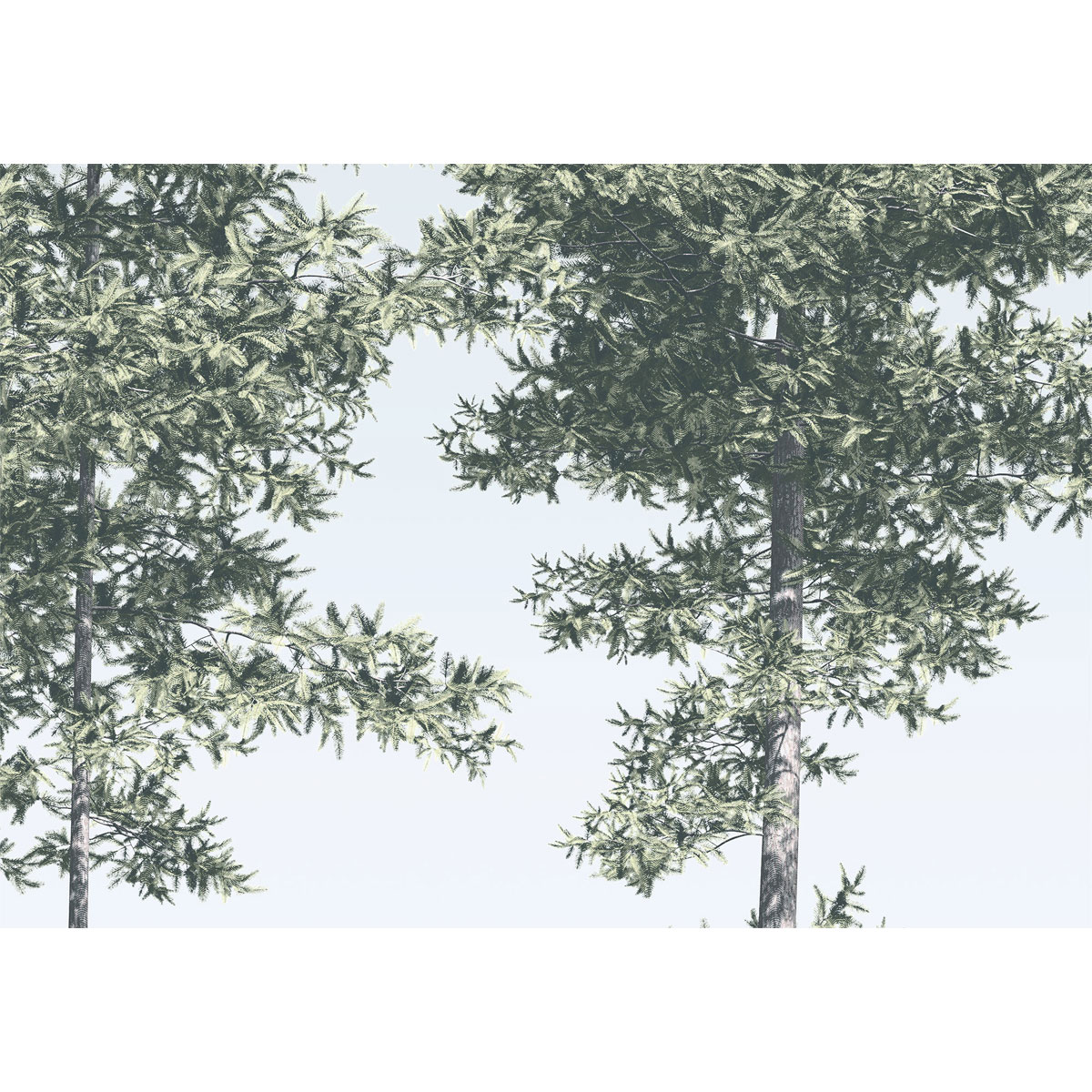 Komar  Vlies Fototapete Pines 400x280 cm Bild 4