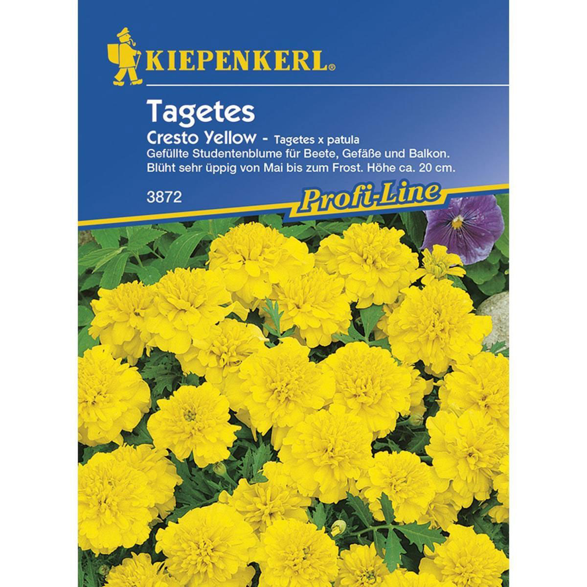 Kiepenkerl Tagetes patula Cresto Yellow Profi-Line Bild 1