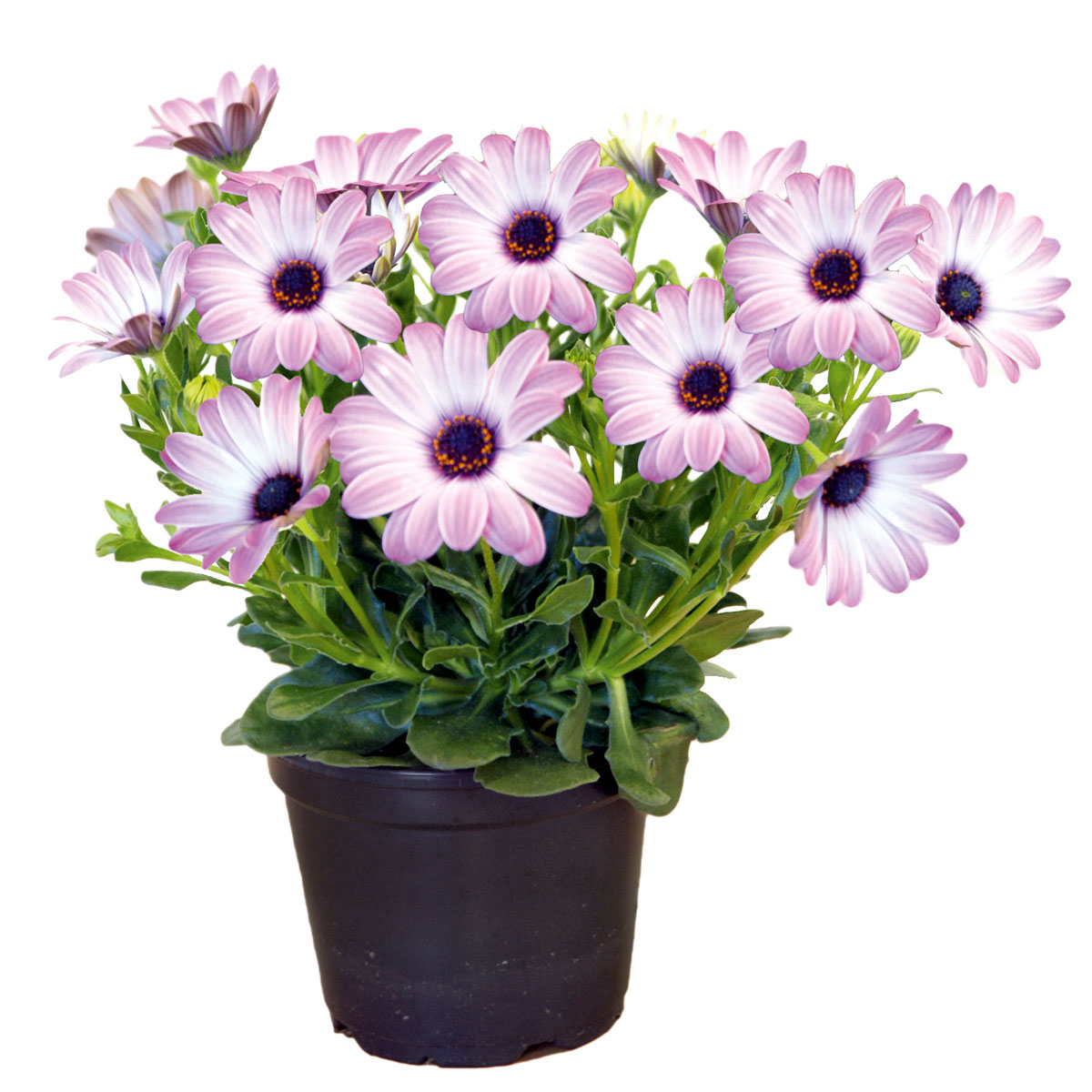 Plantiflor  Kapkörbchen verschiedene Farben im Topf Durchmesser 10,5 cm