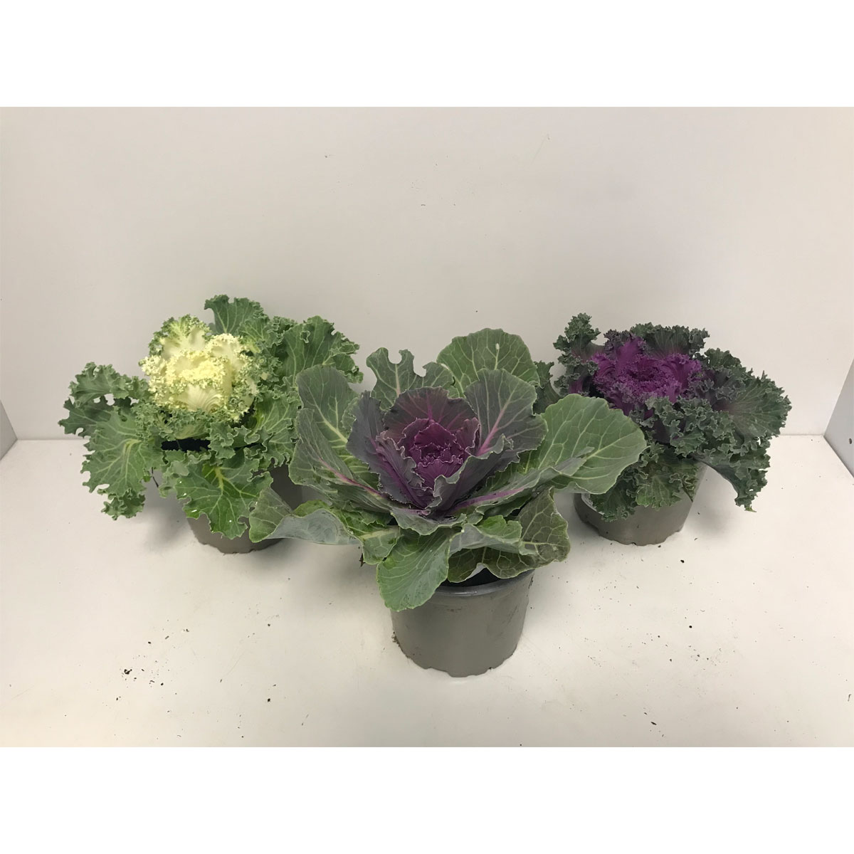 Plantiflor  Zierkohl Brassica-Mix T12