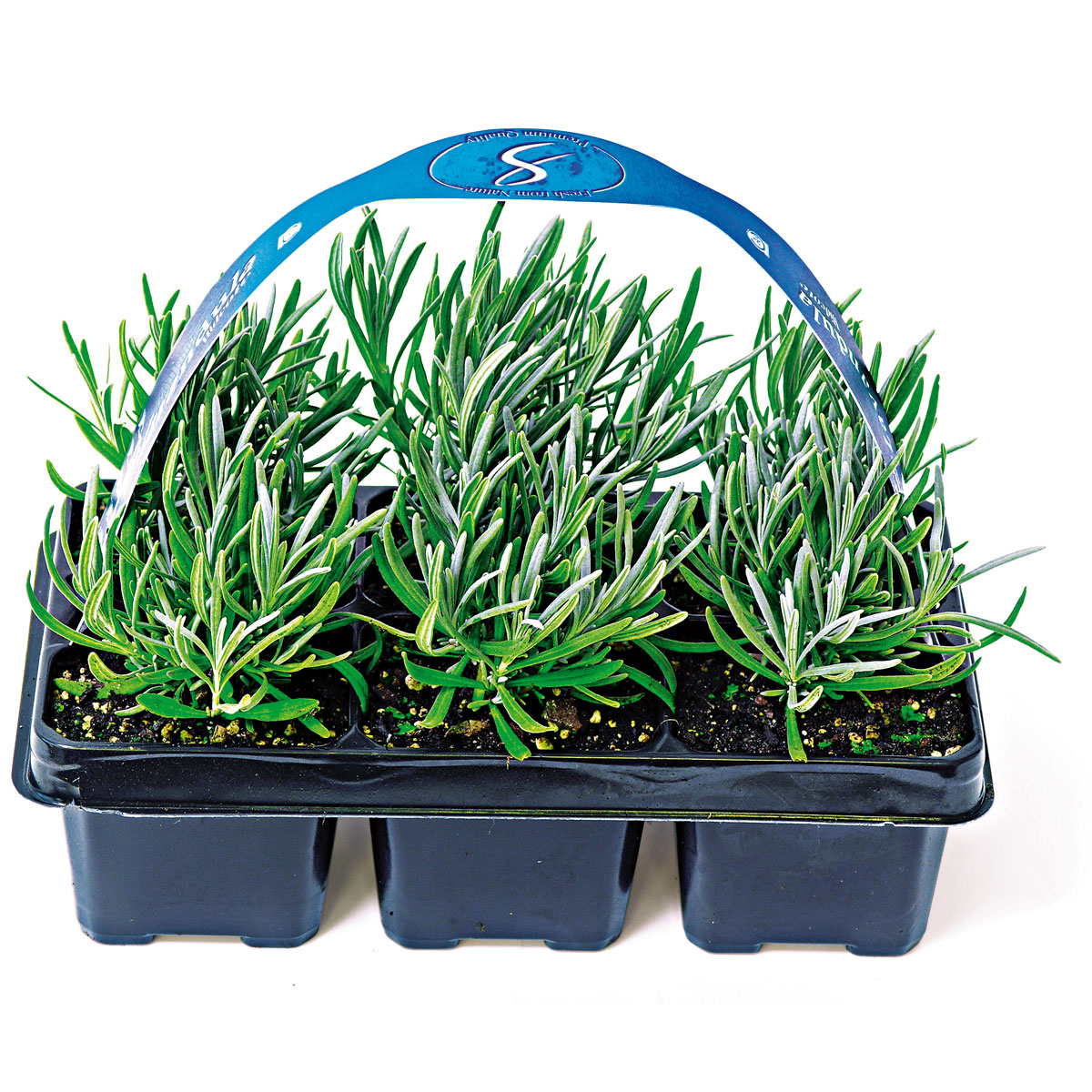Plantiflor Echter Lavendel 6er-Pack Bild 1