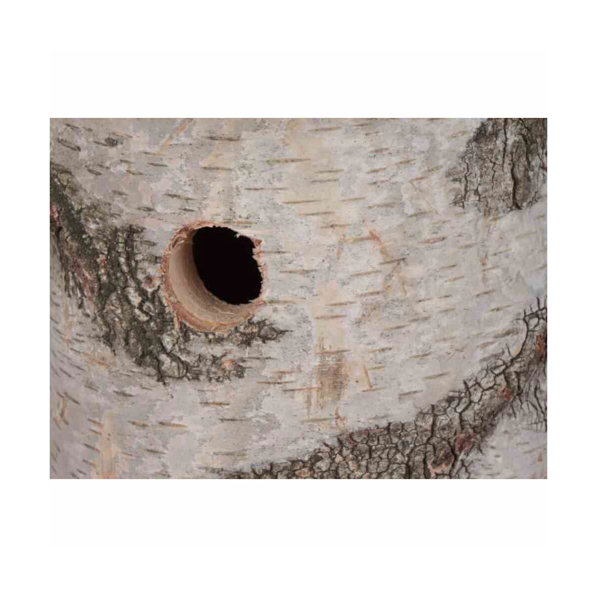 Siena Garden  Nistkasten Birke 32 mm Bild 2