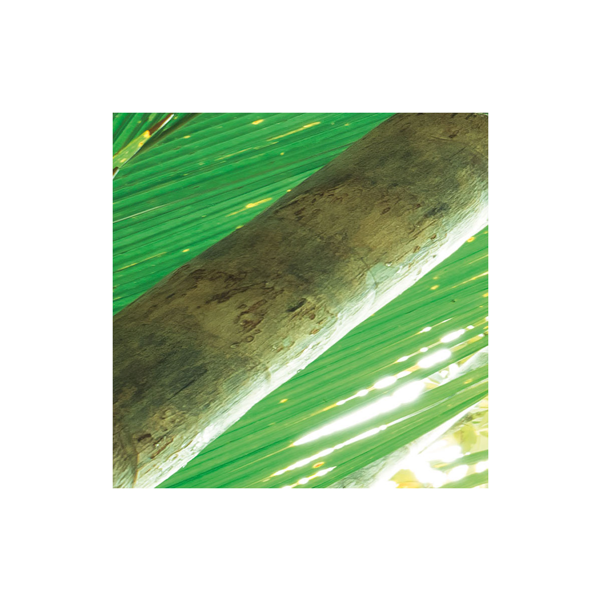 Komar  Vlies Fototapete Dschungeldach II 450x280 cm Bild 6