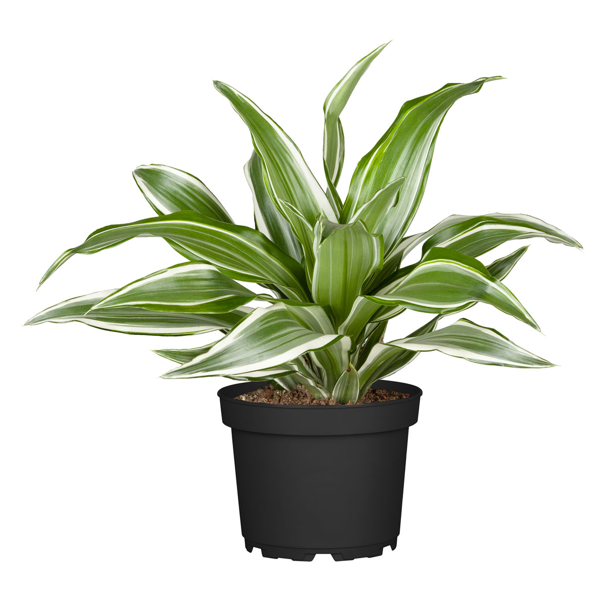 Drachenbaum Topf- Durchmesser 17 cm Bild 3