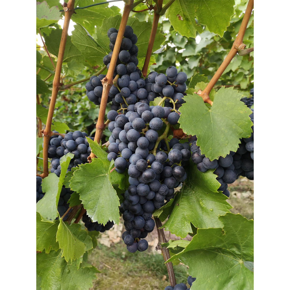 Plantiflor Kernlose Weintraube Blaue Beeren Topf Durchmesser 19 cm