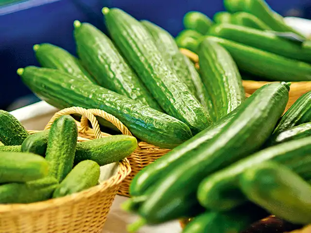 Frische Gurken liegen in Körben in einem Geschäft oder Markt zur Präsentation aus.