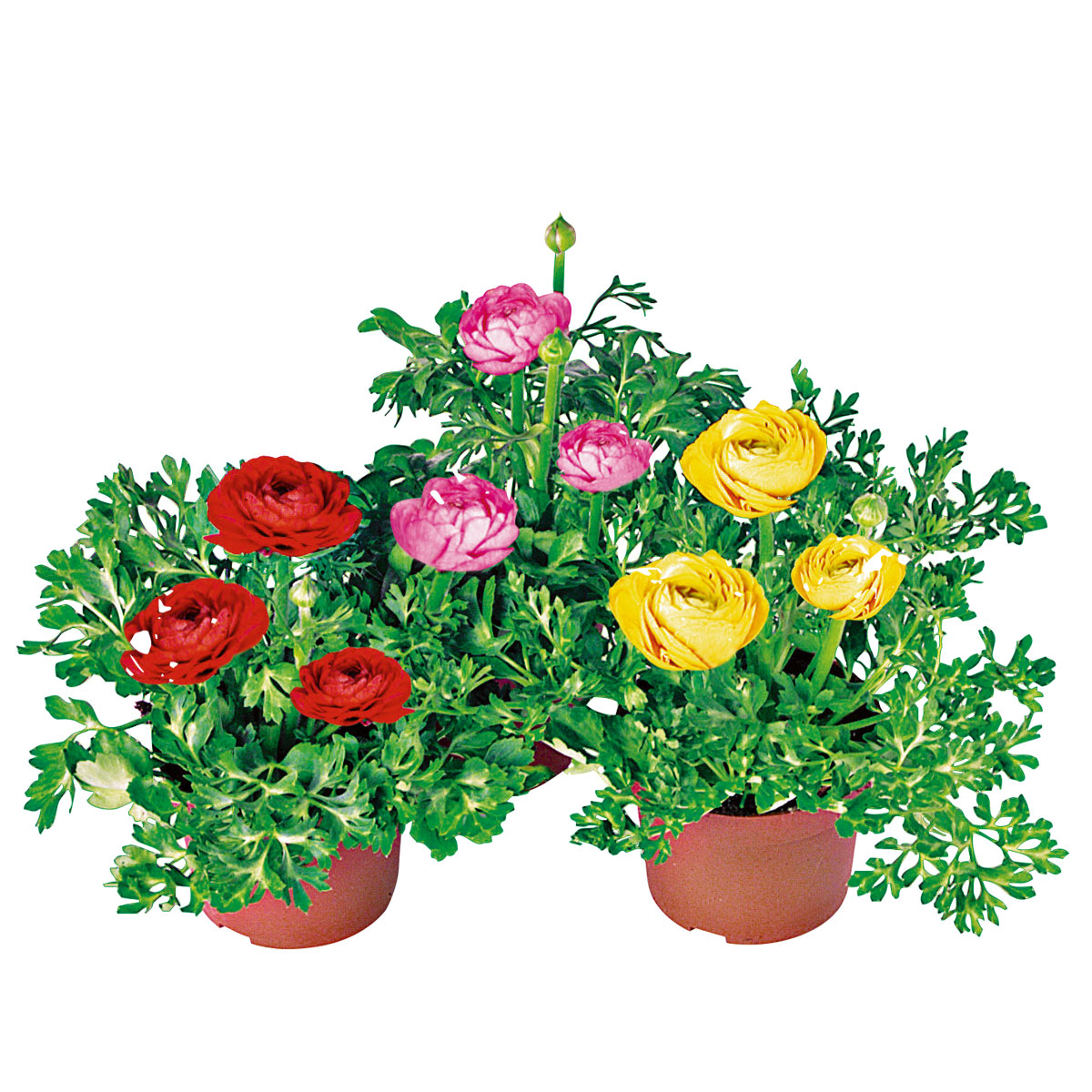 Plantiflor Ranunkel Topf Durchmesser 11 cm Bild 3