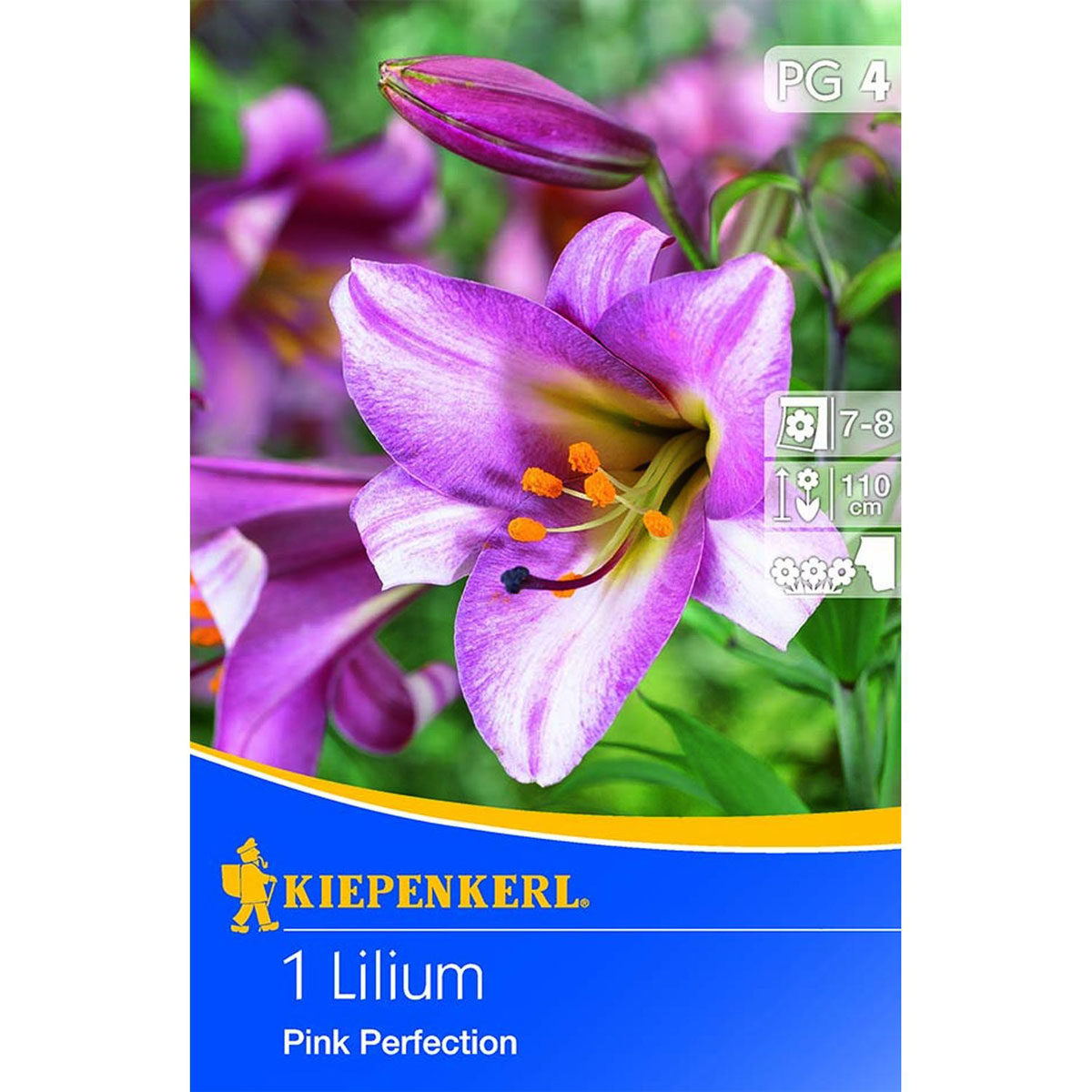 Kiepenkerl Trompeten-Lilie Pink Perfection 1 Stk.