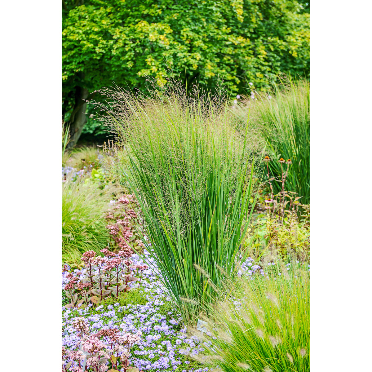 Plantiflor  Ruten-Hirse Topf- Durchmesser 23 cm Bild 4