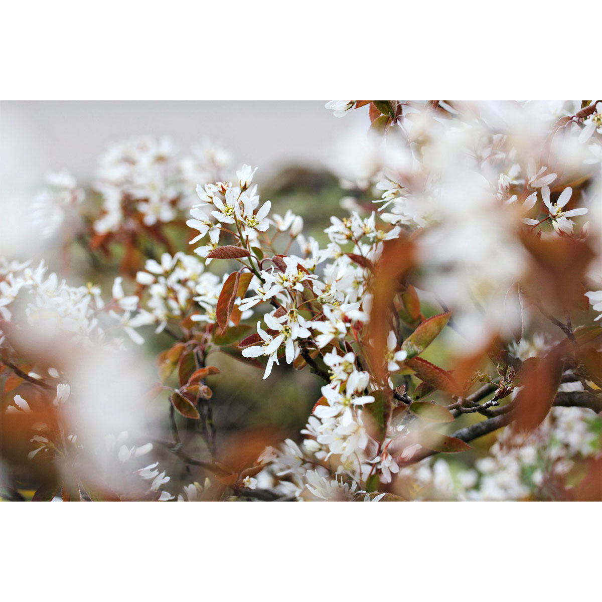 Plantiflor Kupfer-Felsenbirne Topf Durchmesser 19 cm