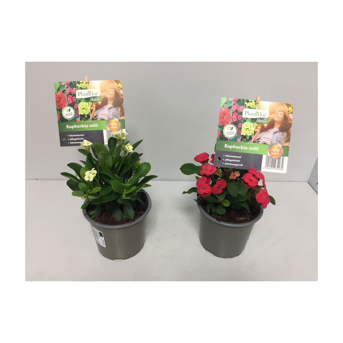 Plantiflor Christiusdorn verschiedene Farben T12