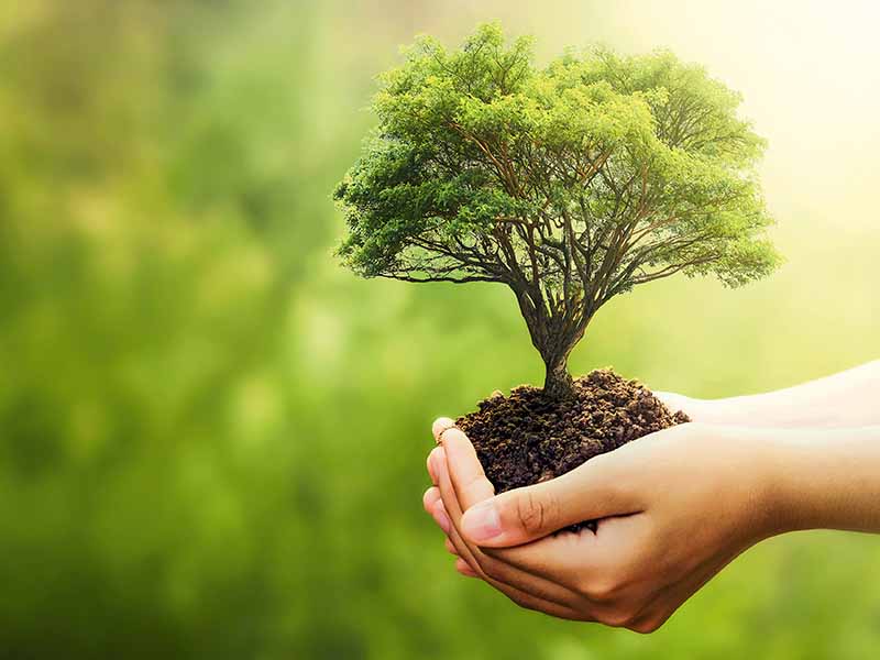 Hände halten einen kleinen Baum mit Wurzeln und Erde, vor unscharfem, grünem Hintergrund.