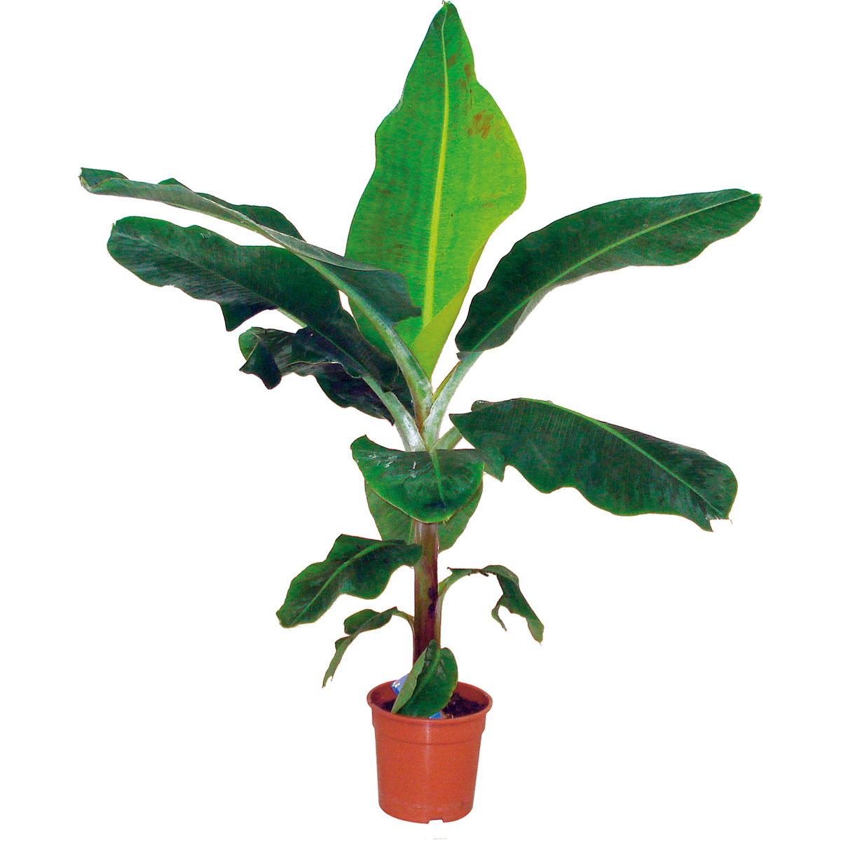Plantiflor  Zimmer-Banane Topf Durchmesser 21 cm