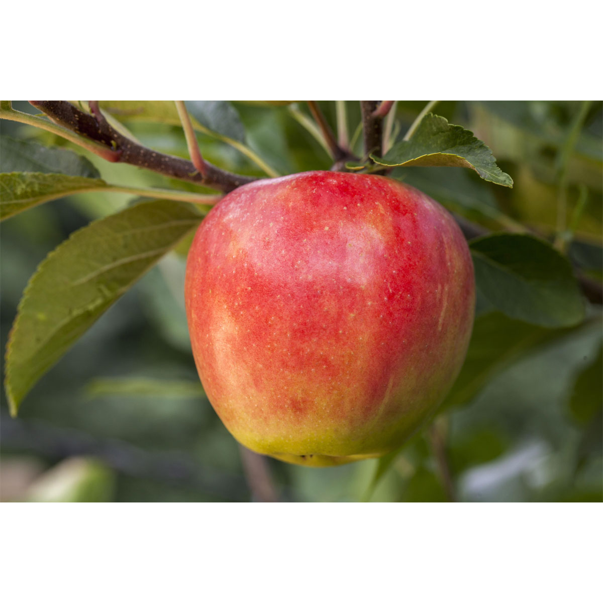 Plantiflor  BIO-Apfel 'Elstar'