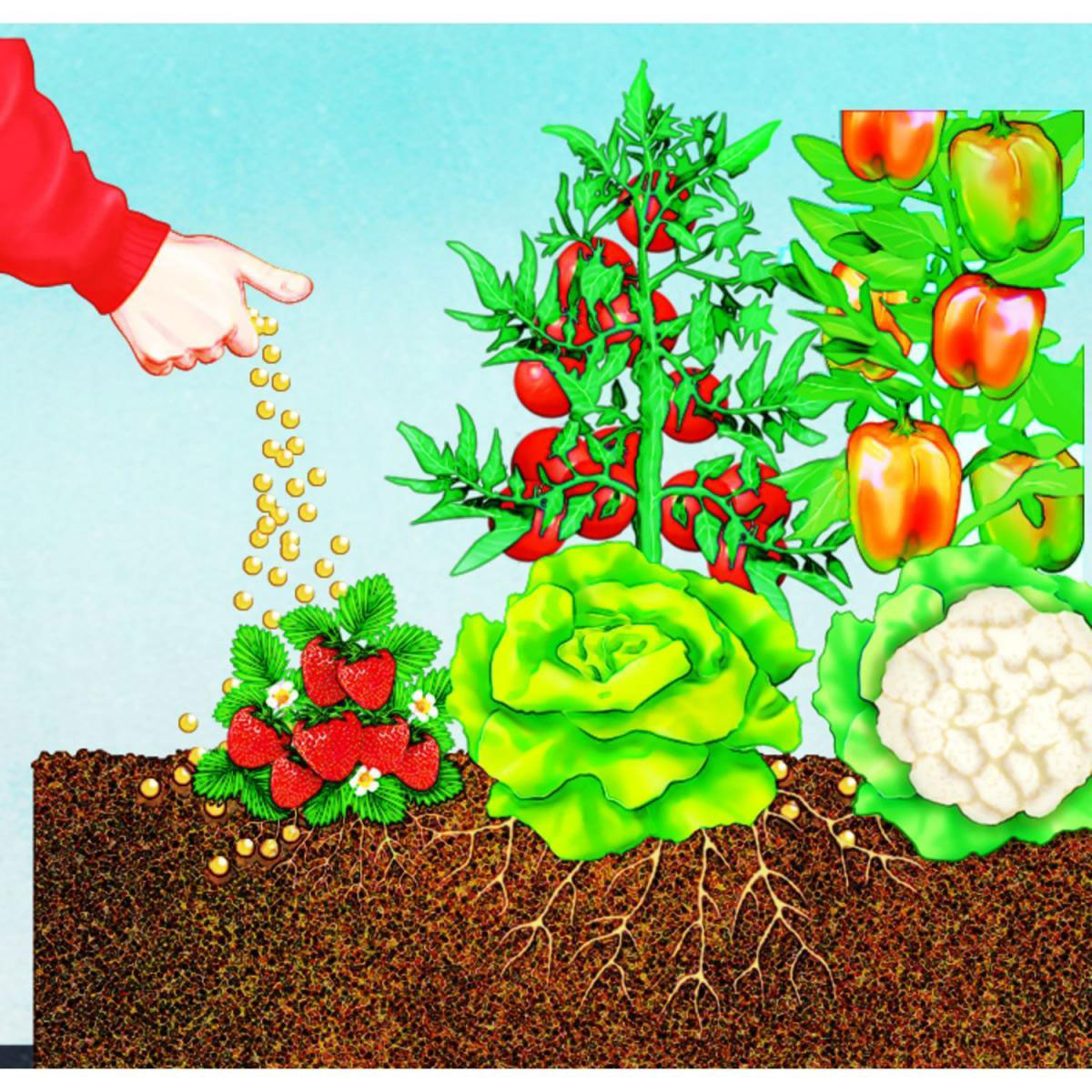 Compo BIO Hochbeet Langzeit-Dünger mit Schafwolle 750 g Bild 2