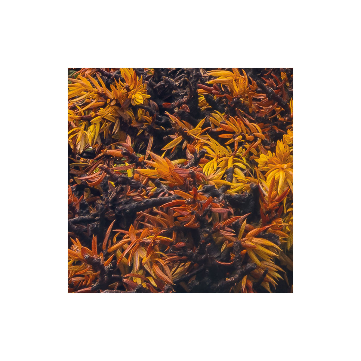 Komar  Vlies Fototapete The Last Paradise 400x280 cm Bild 3