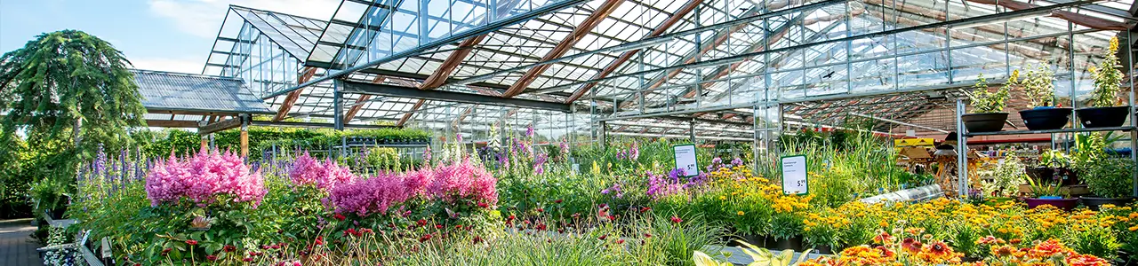 Blühende Blumen sind im Gewächshaus ausgestellt, umgeben von grünem Laub unter einem Glasdach.