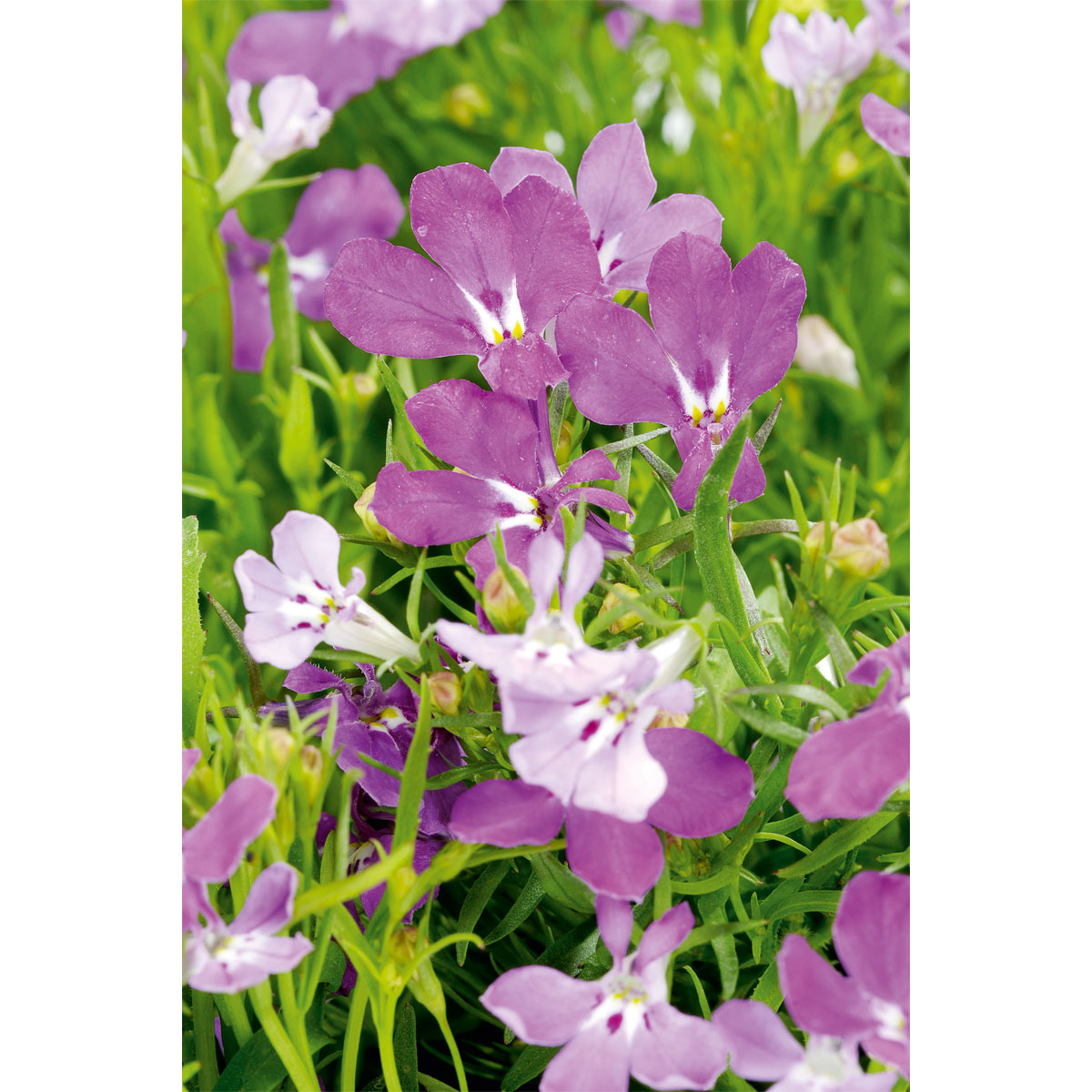 Plantiflor  Männertreu Topf Durchmesser 10,5 cm Bild 4