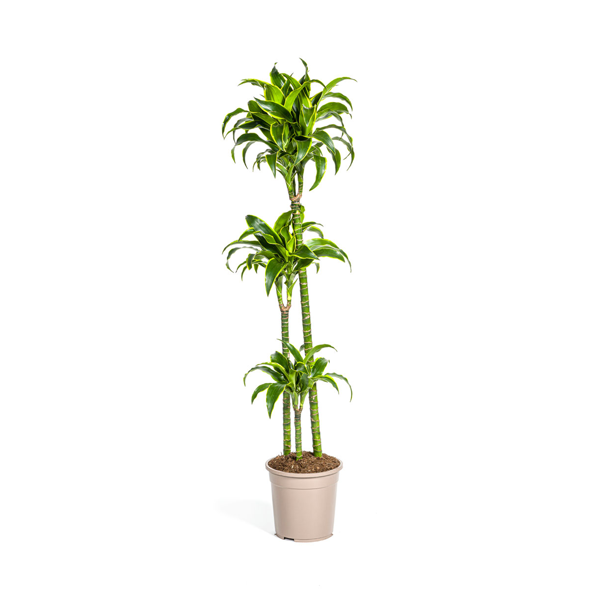 Duftender Drachenbaum Dorado, Topf  24 cm online kaufen