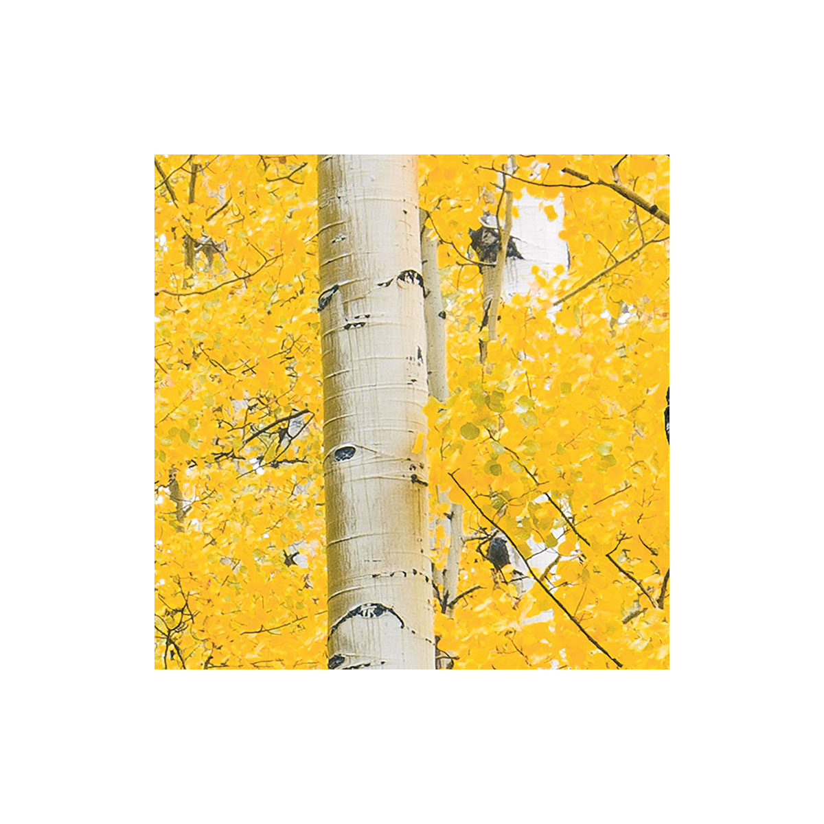 Komar  Vlies Fototapete Orange Forest 400x250 cm Bild 5