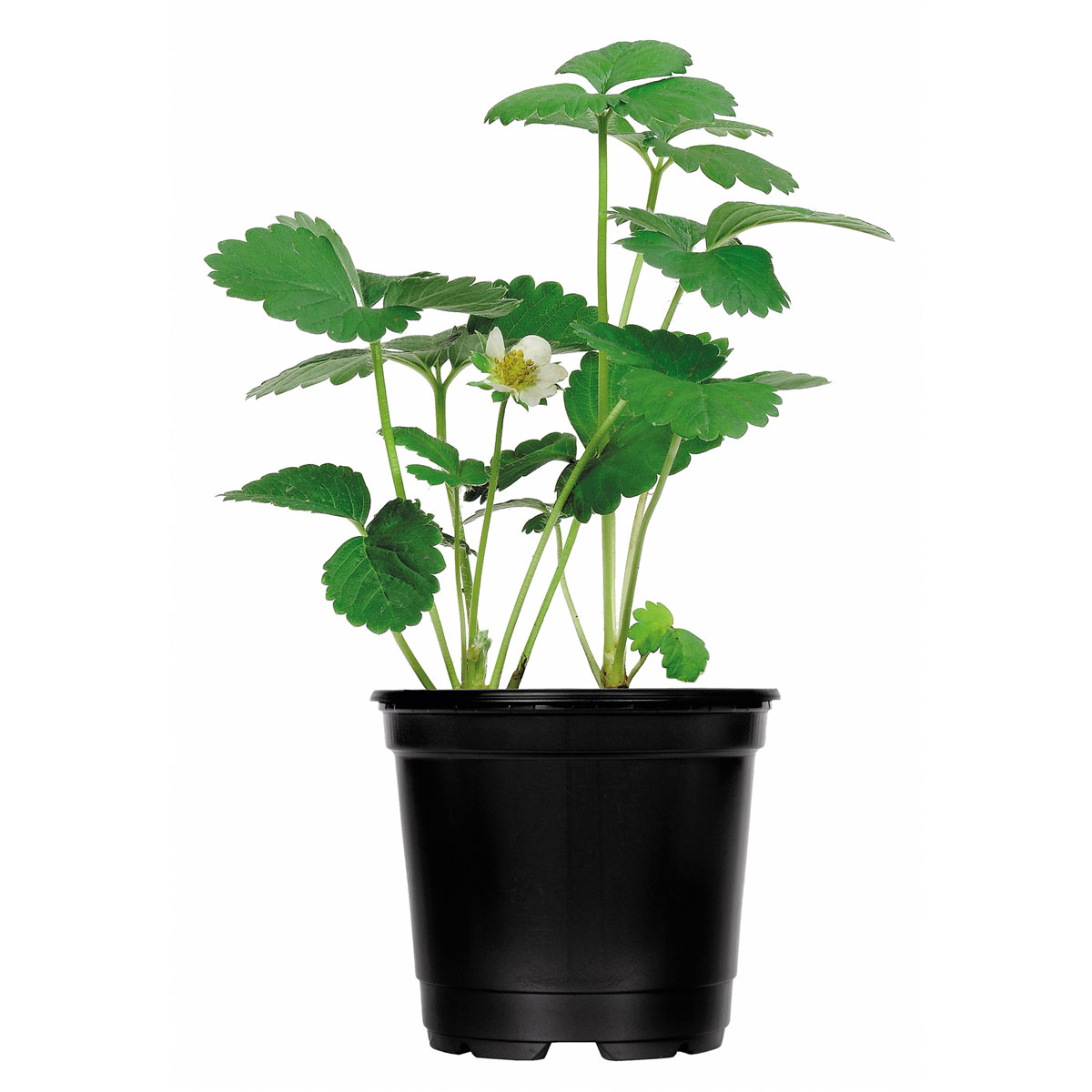 Plantiflor  Erdbeerpflanzen verschiedene Sorten Topf Durchmesser 9,5 cm Bild 3