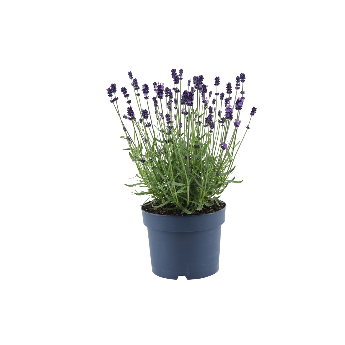 Plantiflor  Lavendel Munstead Topf- Durchmesser 13 cm