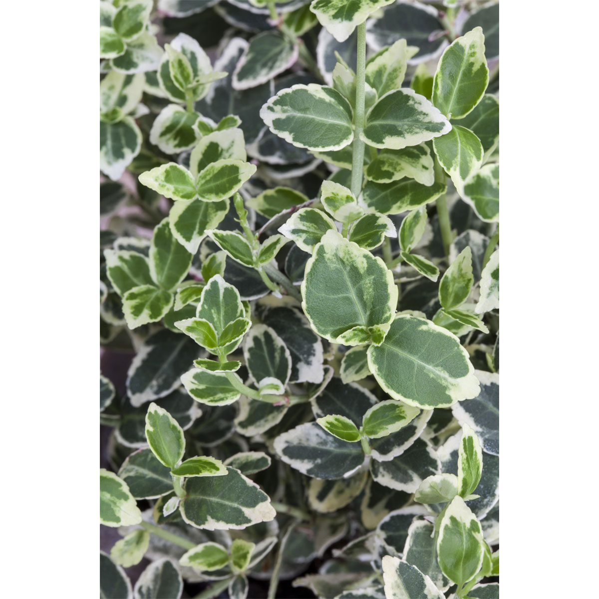 Plantiflor Weißbunter Spindelstrauch Topf Durchmesser 15 cm