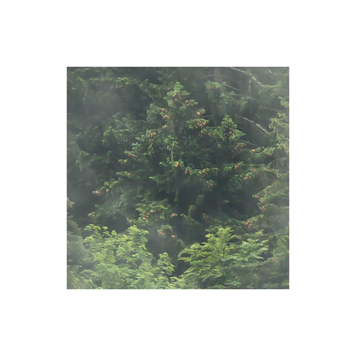 Komar  Vlies Fototapete Forest Land 400x250 cm Bild 6