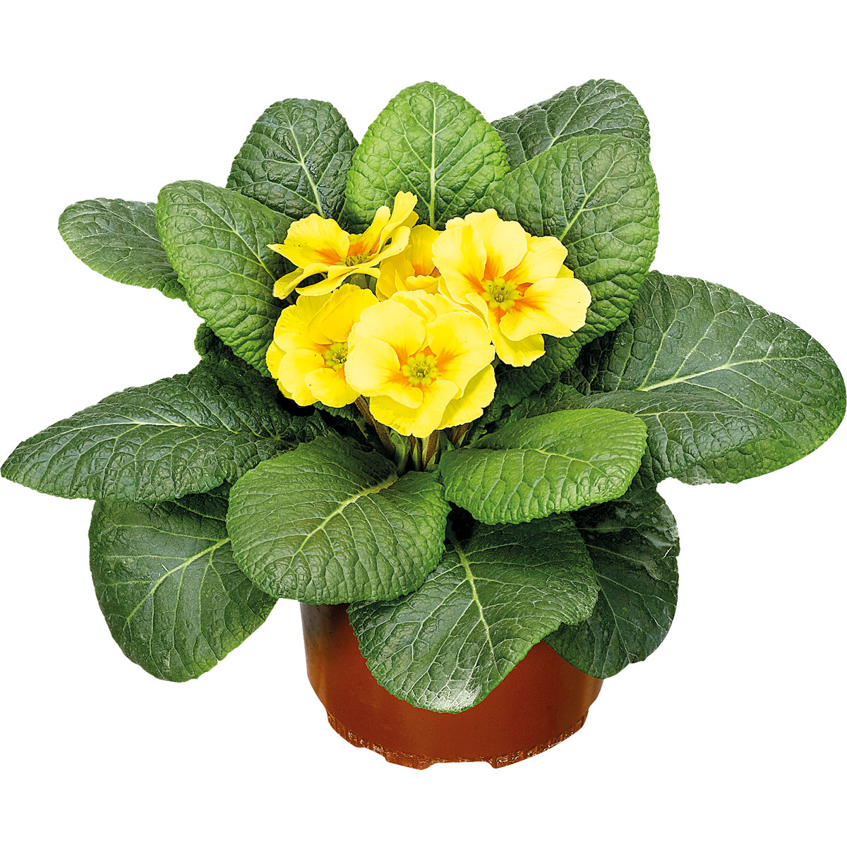 Plantiflor  Primel Topf Durchmesser 9 cm Bild 2