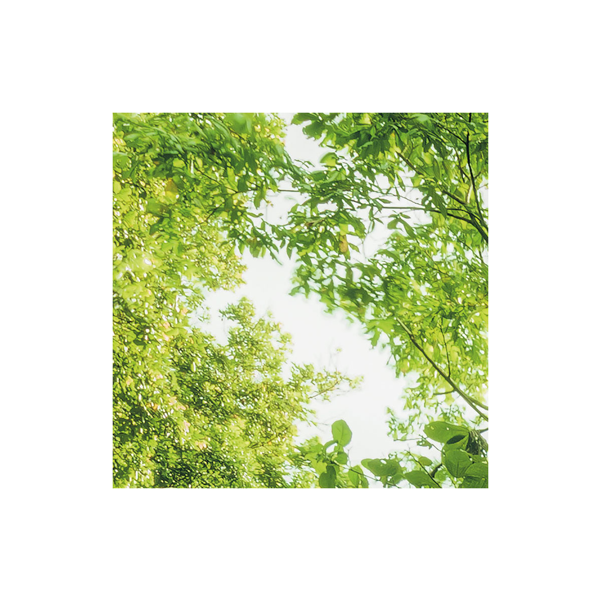 Komar  Vlies Fototapete Into The Jungle 400x250 cm Bild 7