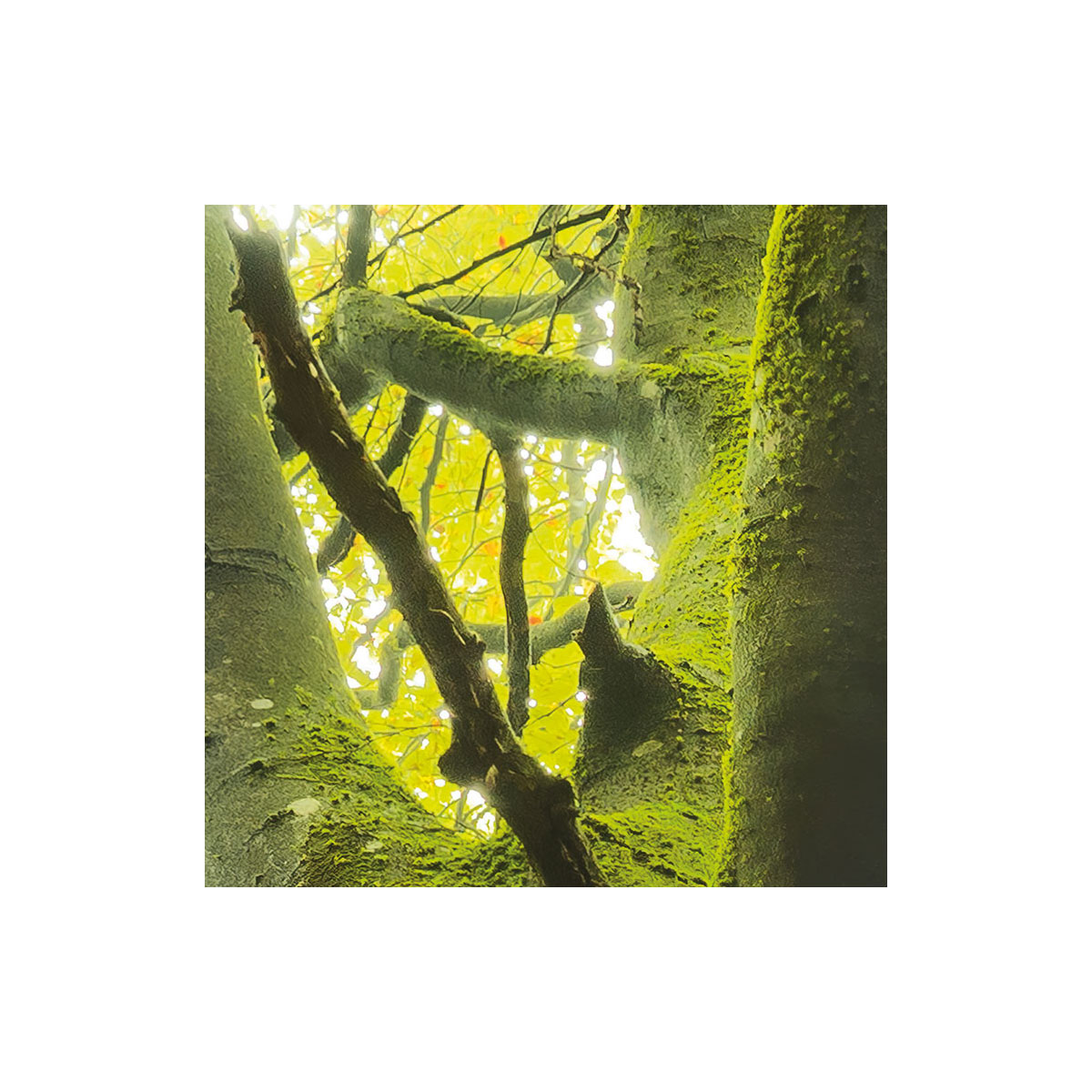 Komar  Vlies Fototapete Der Traumbaum 450x280 cm Bild 4