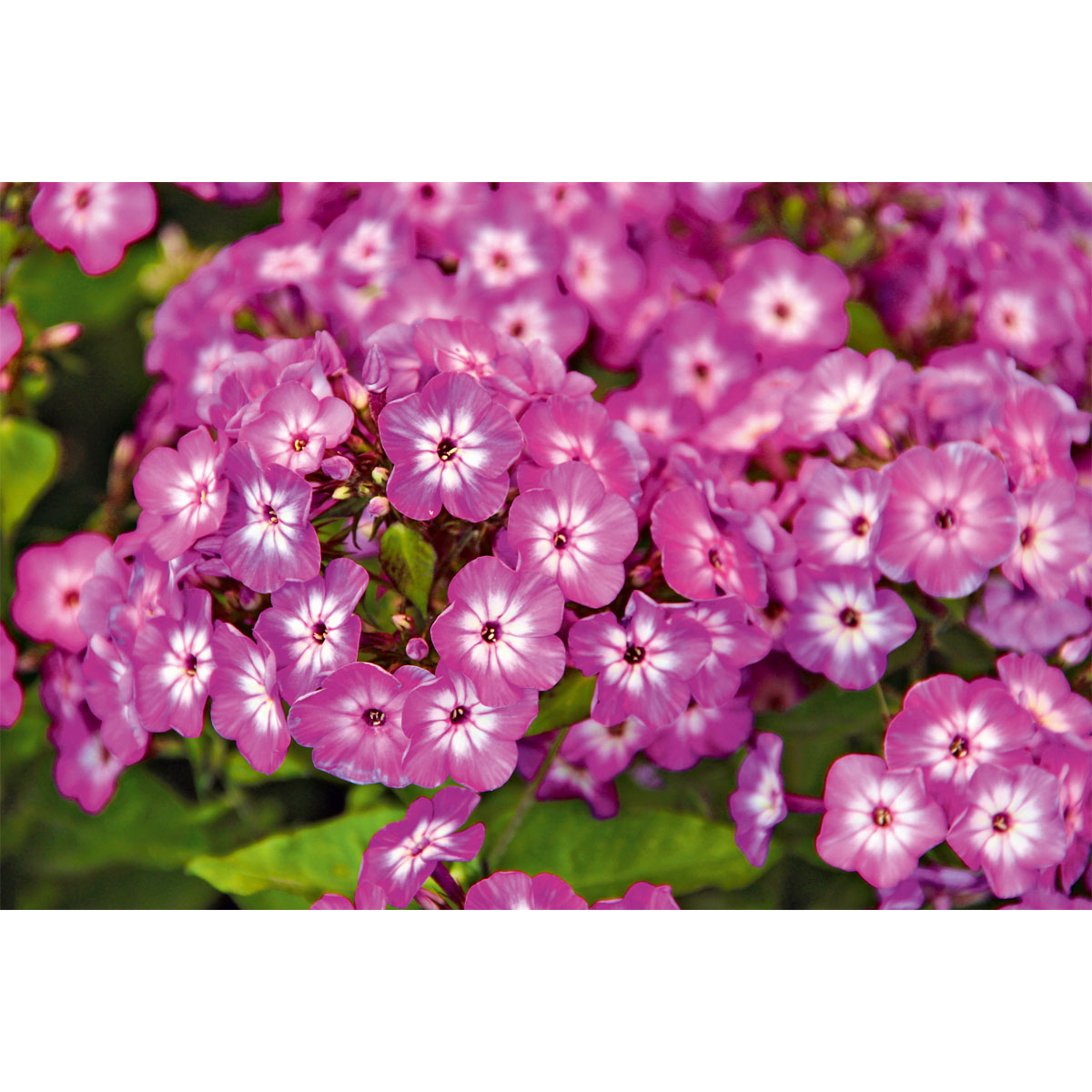 Plantiflor Hohe Flammenblume Topf- Durchmesser 19 cm Bild 5