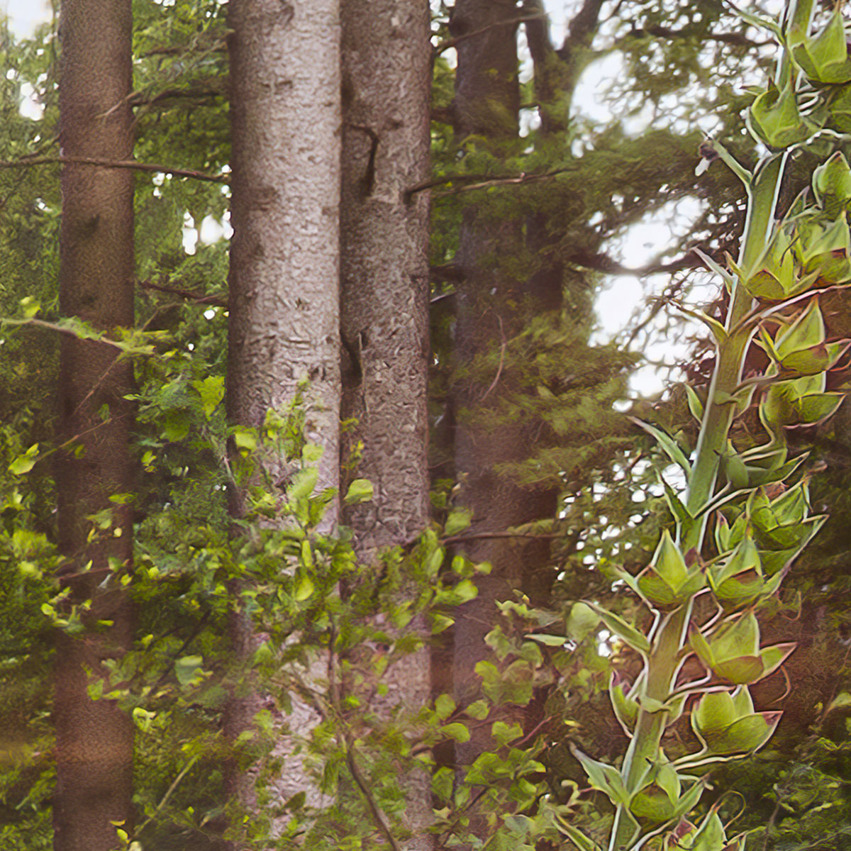 Komar  Vlies Fototapete Summer Glade 350x250 cm Bild 5