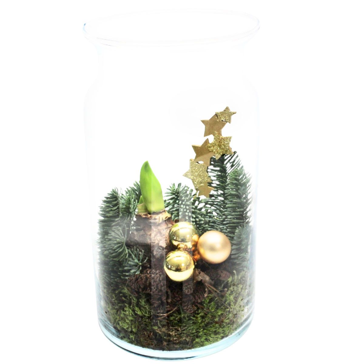 Amaryllis Im Glas Kaufen