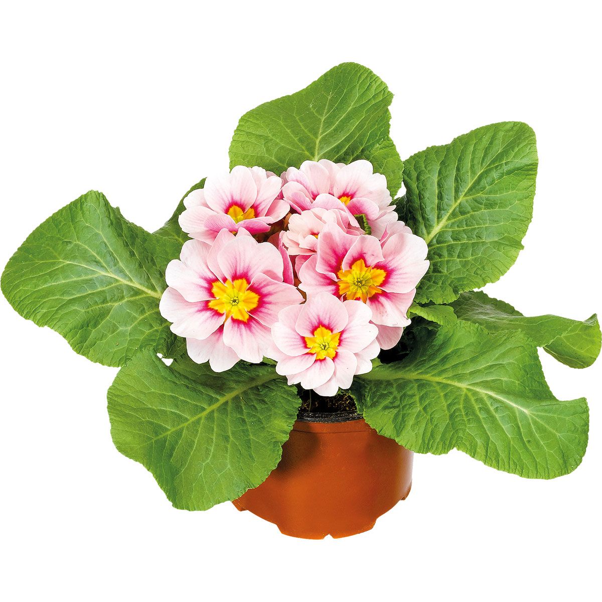 Plantiflor Primel Topf Durchmesser 9 cm online kaufen